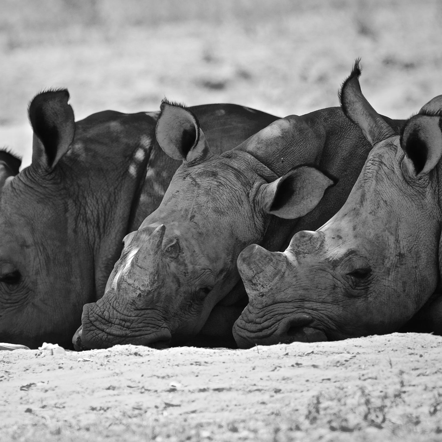 In 2018, at least 769 rhinos were killed in South Africa alone.