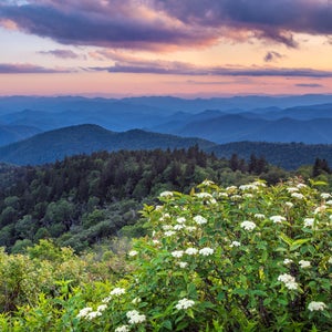 Blue Ridge mountain spring flower sunset