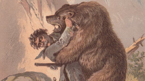 How to survive a bear encounter (and what to do if it all goes wrong), Wildlife