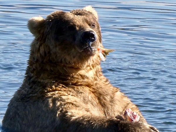 Grizzly Bear Charges At Guided Alaskan Tour in Harrowing Video - Men's  Journal