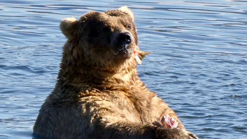 There is subcutaneous fat enough to go around; may all this year’s competing bears proudly heft it for the camera.