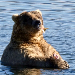 There is subcutaneous fat enough to go around; may all this year’s competing bears proudly heft it for the camera.