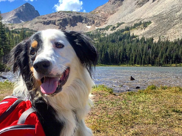 Dog in national park