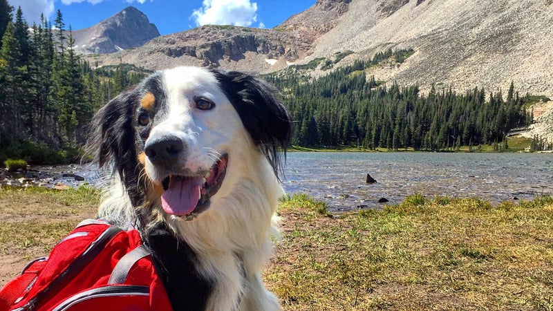 Dog in national park