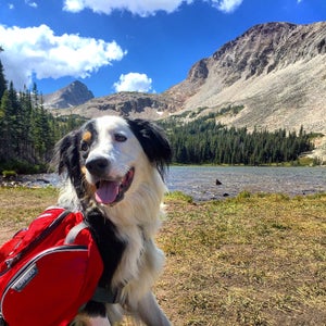 Dog in national park