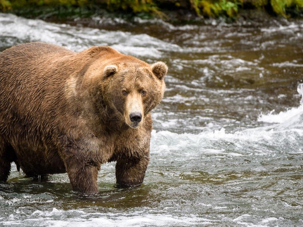 It’s the actors who are running the show: six rotund, gleaming brown bears.