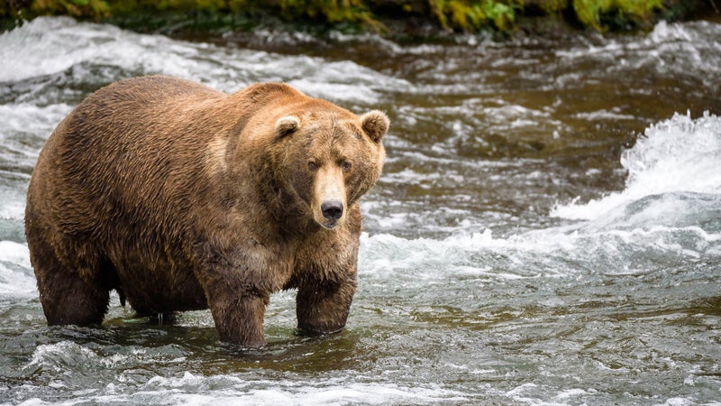 It’s the actors who are running the show: six rotund, gleaming brown bears.