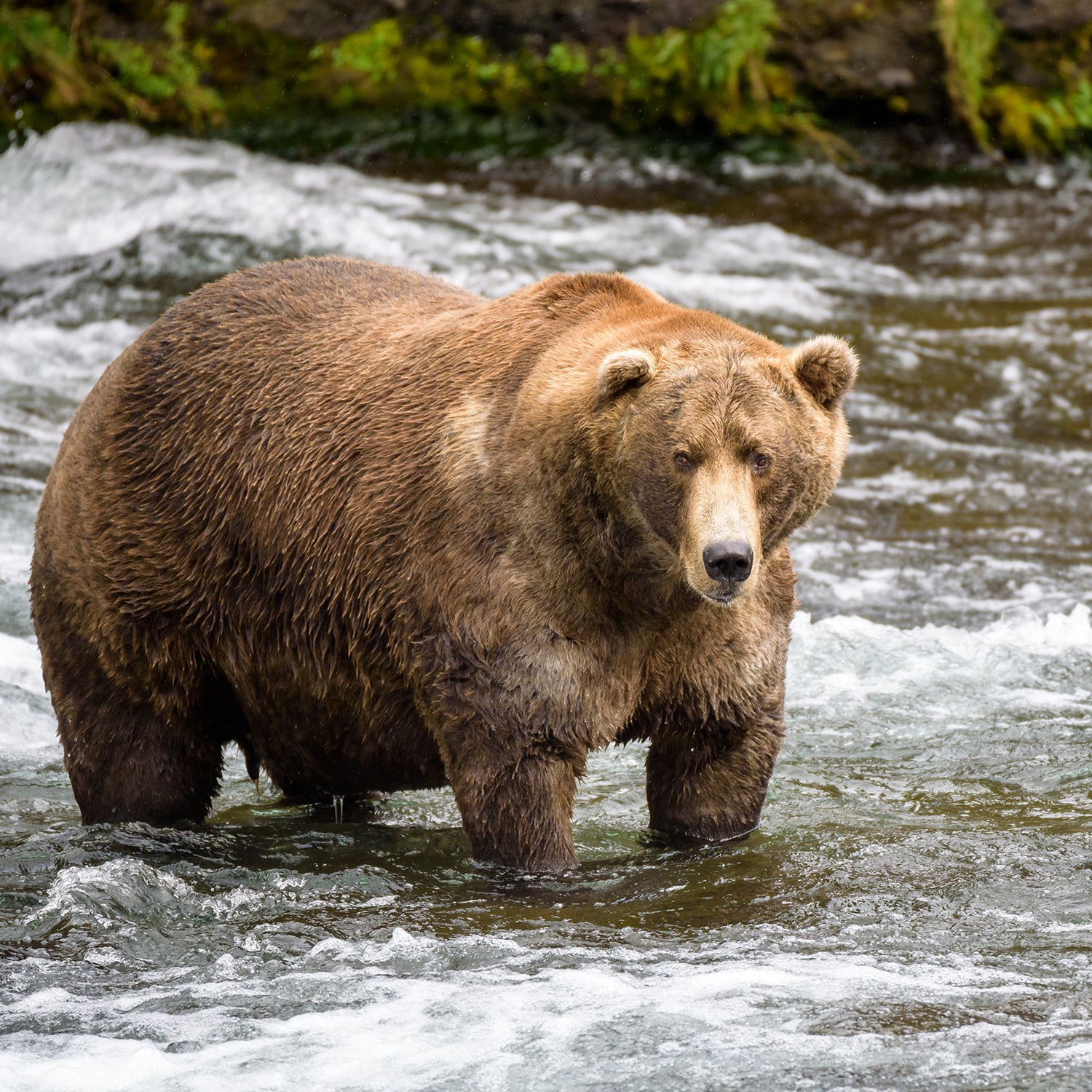 Brown Bear Cam - Brooks Falls in Katmai National Park