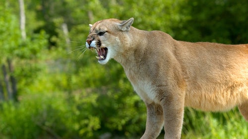 Cougar growling