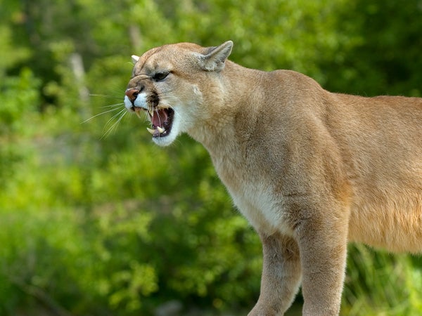 Cougar growling