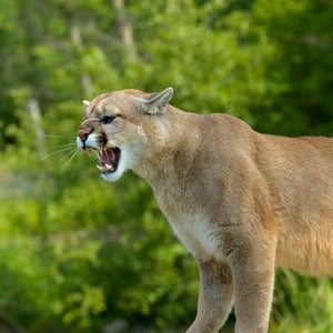Cougar growling