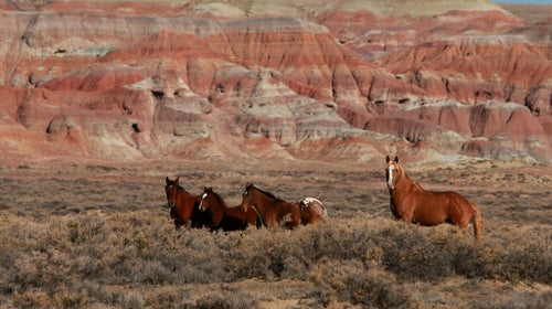 Native American Heritage
