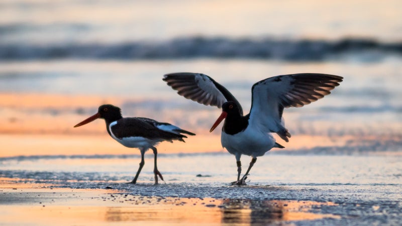 Bird Watching Festival