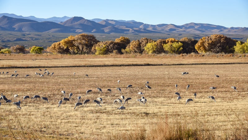 Bird Watching Festival