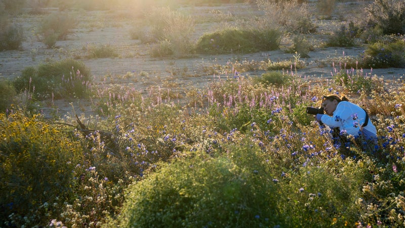 Joshua Tree National Park Guide