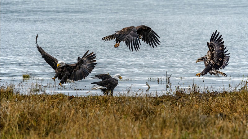 Bird Watching Festival