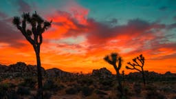 The Ultimate Joshua Tree National Park Travel Guide