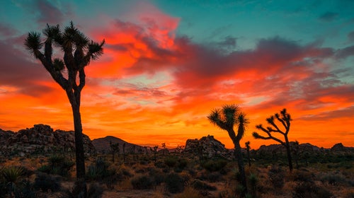 joshua tree national park sunset