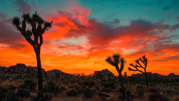 joshua tree national park sunset