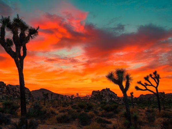 joshua tree national park sunset