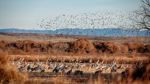 5 Bird-Watching Festivals You Can Go to This Fall