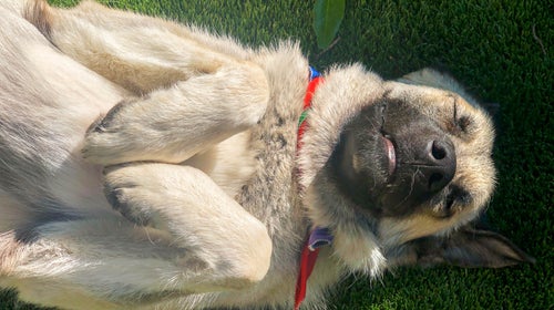 Teddy, submitting to a camera.