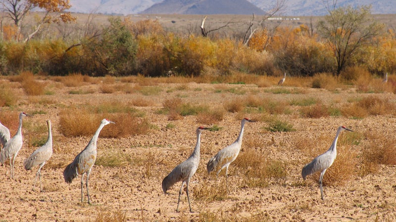 Bird Watching Festival