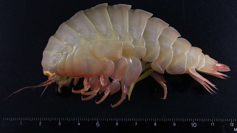 A supergiant amphipod from the ocean's Hadal Zone