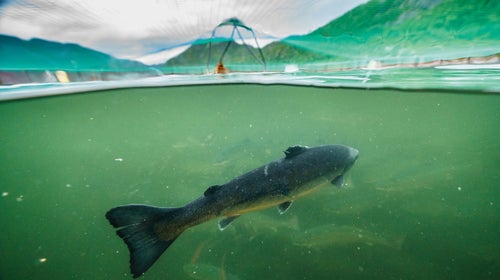 US’s hatchery programs and their millions of fishy offspring are not saving salmon, but unwilding them.