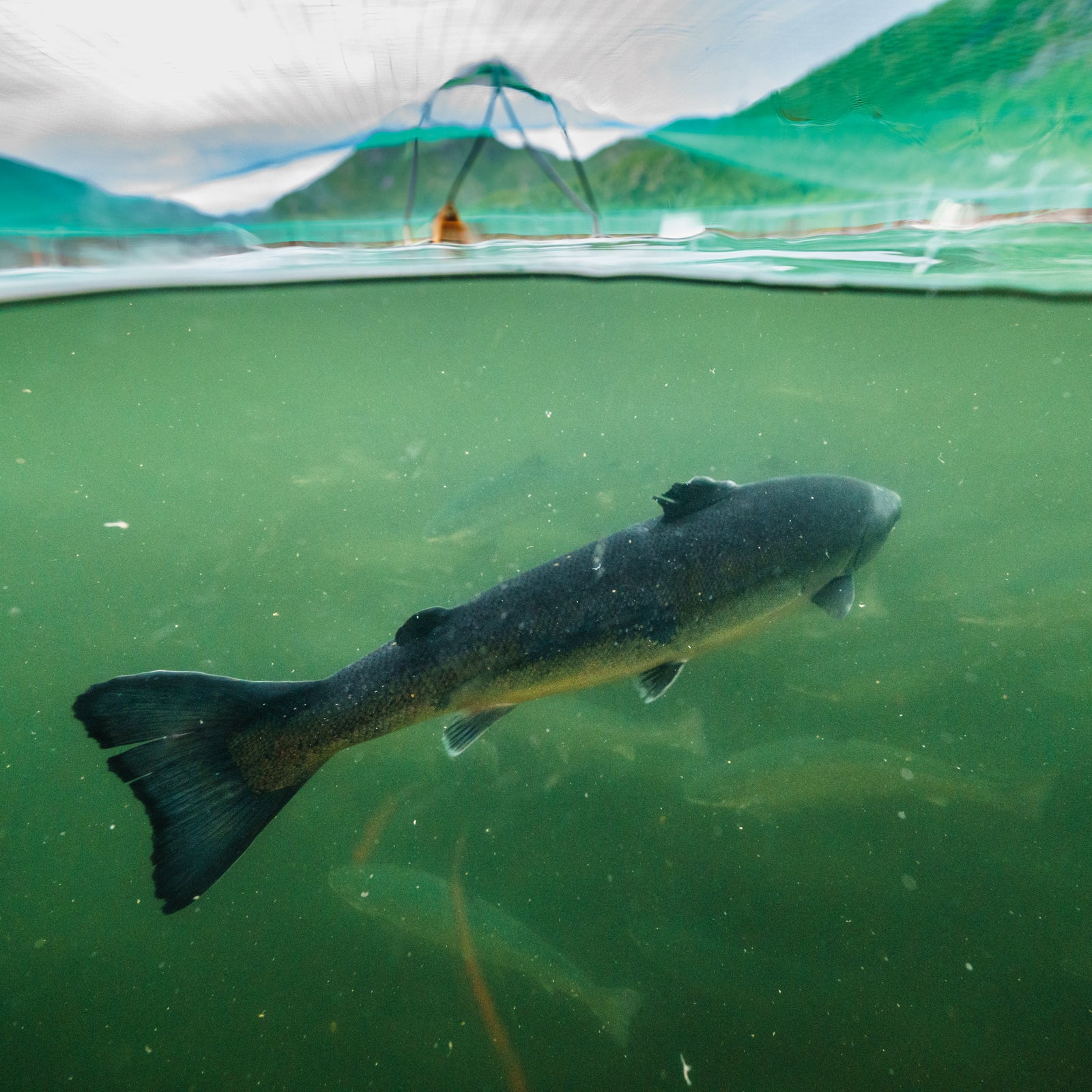 Some facts and thoughts about the sea trout, this great fish - Norway  fishing & nature