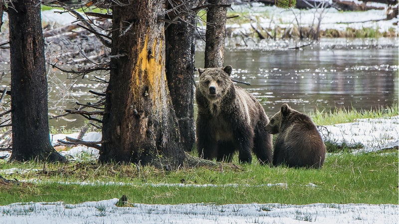 Yellowstone National Park