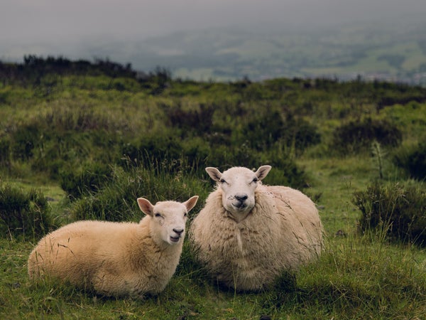 The story of flannel begins—like most great things—with sheep.