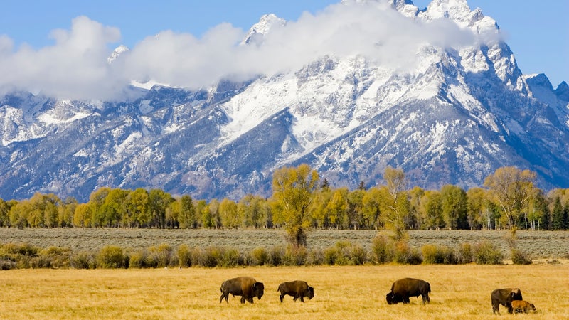 Yellowstone National Park