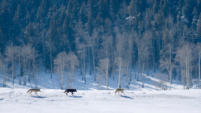 Yellowstone National Park