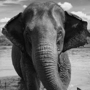 Asian elephants are highly endangered.