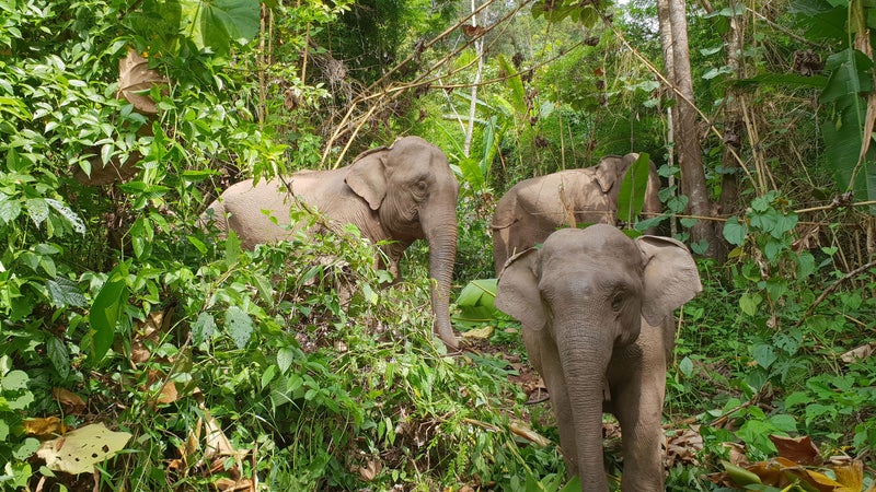 Captive elephants being released in Nam Phouy