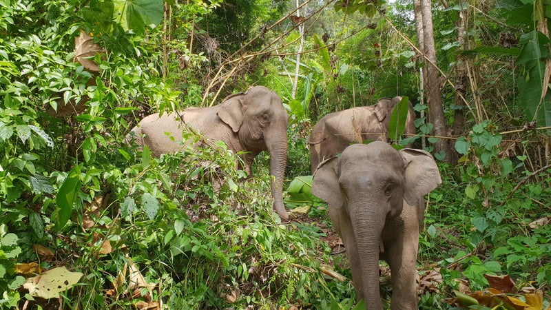 https://cdn.outsideonline.com/wp-content/uploads/2019/11/08/captive-elephants-nam-phouy_h.jpg?width=800