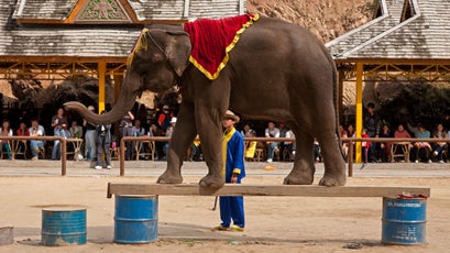 Elephants entertaining tourists at Chinese wildlife parks