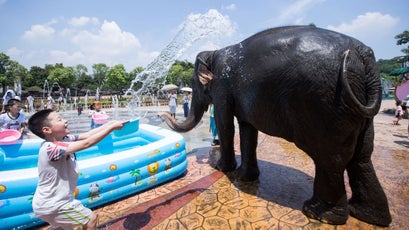 Elephants entertaining tourists at Chinese wildlife parks