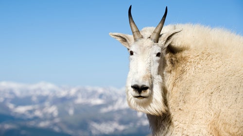 On Wednesday, the company issued an apology and dropped its lawsuit against Marquette Backcountry Ski.