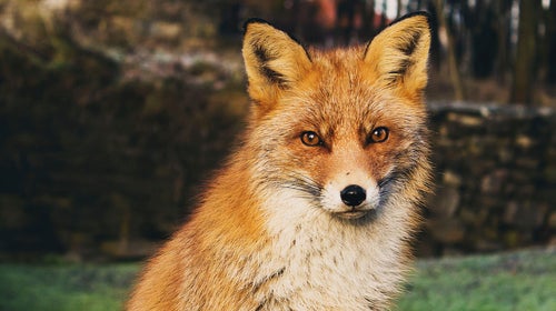 Even the most serious scientists get that something special happens when we engage with wild animals.