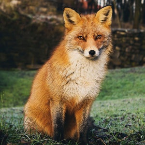 Even the most serious scientists get that something special happens when we engage with wild animals.