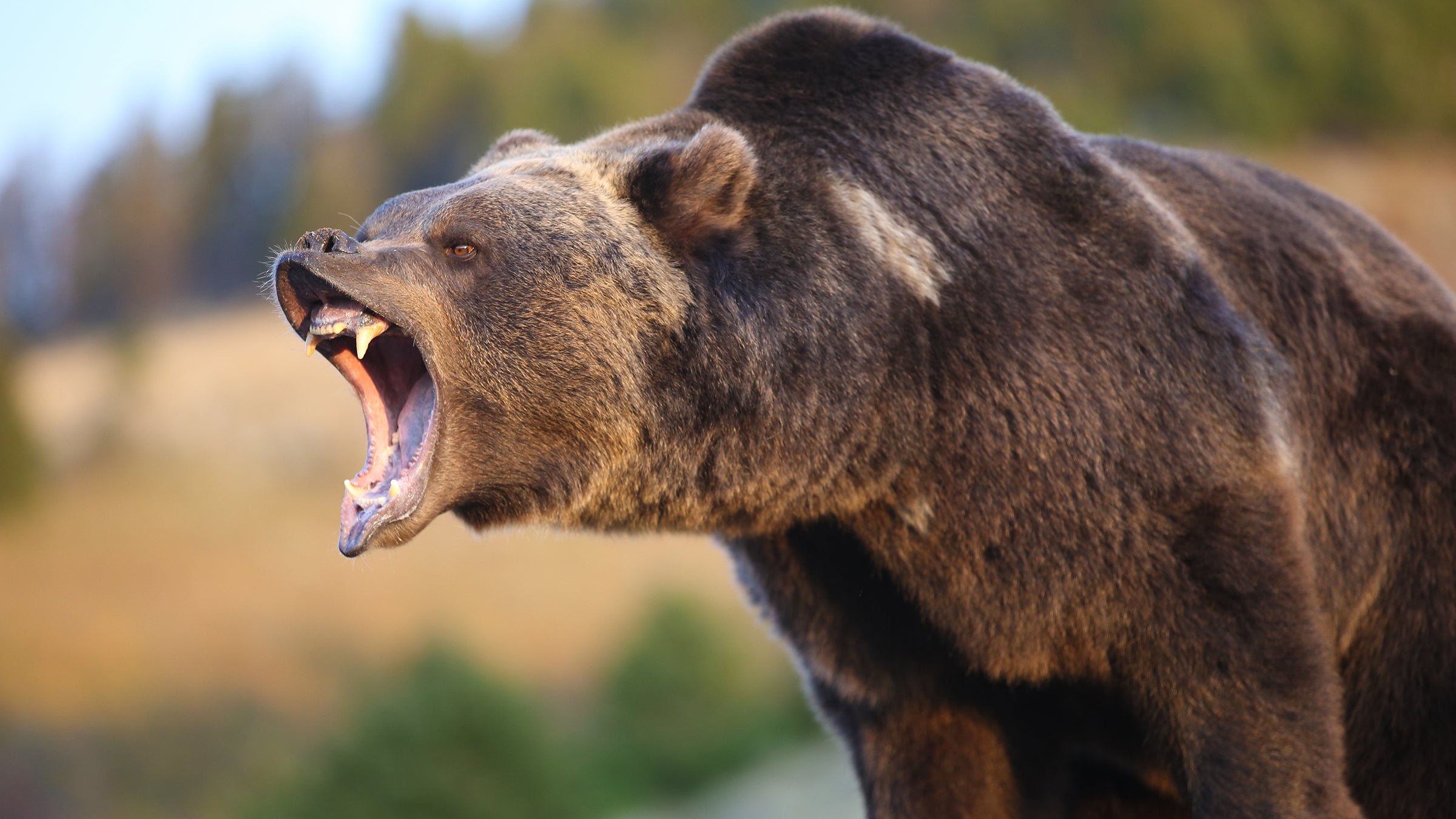 angry grizzly bear