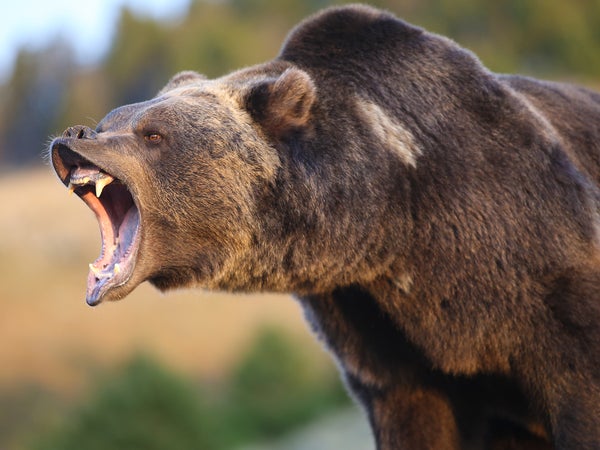 Menacing grizzly