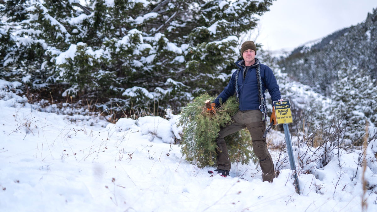 How to Harvest Your Own Christmas Tree