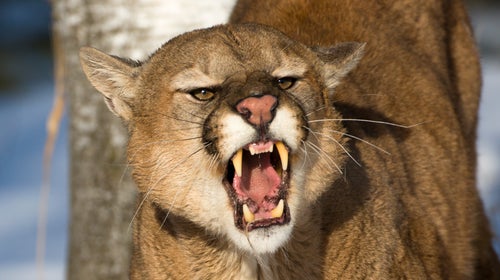 Nature can be barbaric, dissonant, and downright metal.