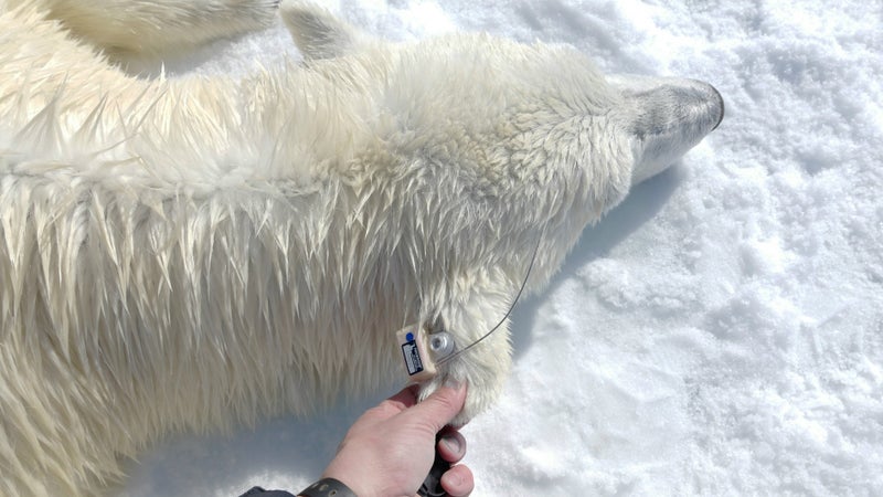 Andrew Derocher affixes a GPS-enabled ear tag to a polar bear. These tags are much smaller than previous tracking collars, so they can be fitted to any bear.