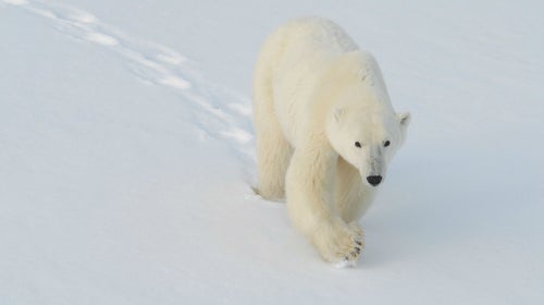 A mature polar bear viewed from the safety of a vehicle.