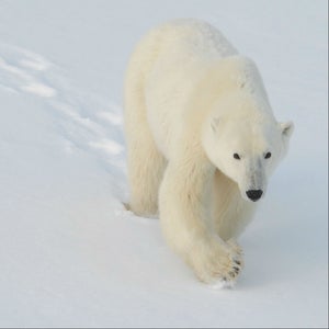 A mature polar bear viewed from the safety of a vehicle.