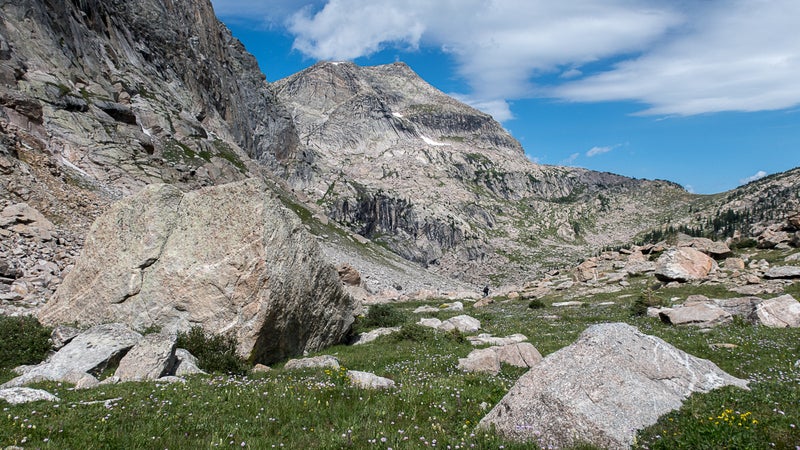 Wildflowers and Ptarmigan Mountain